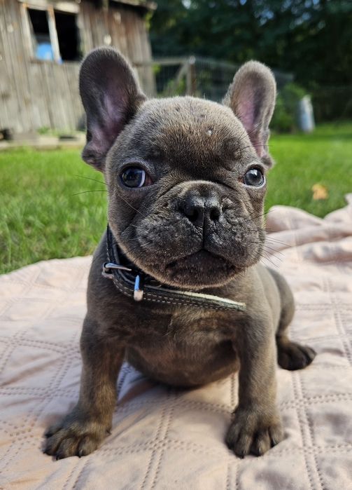 Buldog francuski