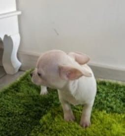Chihuahua miniatura