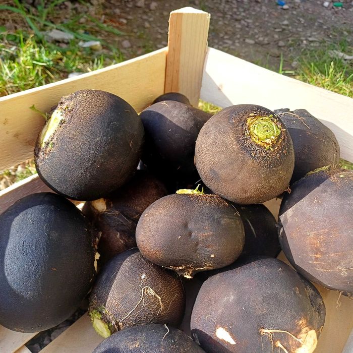 Rzodkięw czarna ...