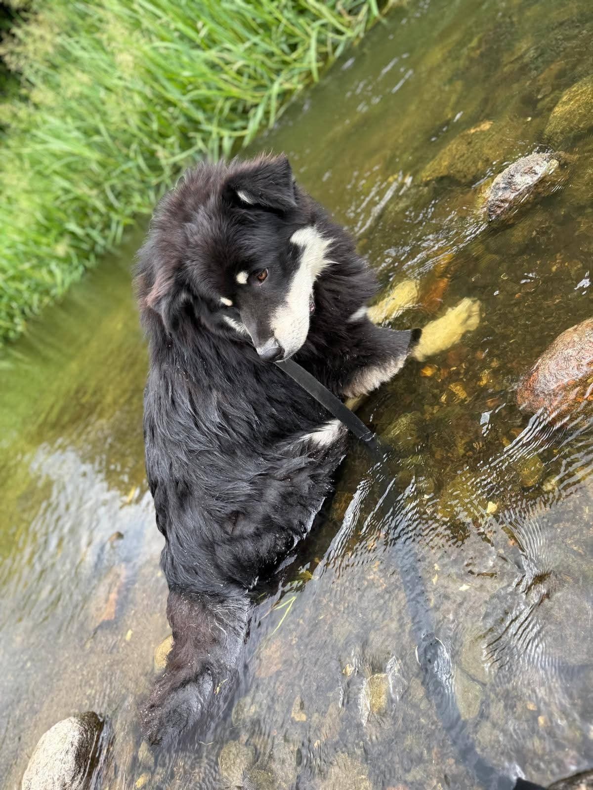 Puchary miś do adopcji