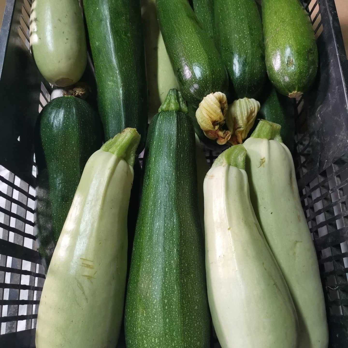 Courgette biológica