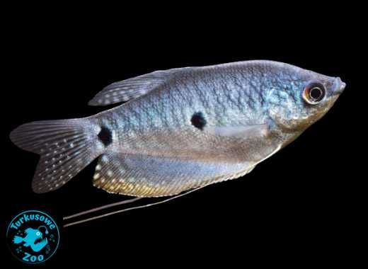 Rybka akwariowa GURAMI DWUPLAMISTY Rozmiar L , Sklep Turkusowe Zoo