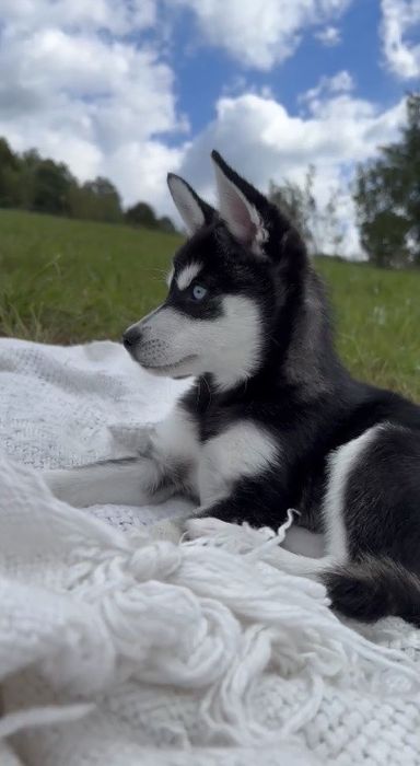 ‼️МИНИ-ХАСКИ‼️Малыши Аляскинского кли кая ‼️Срочно распродаем щенков!