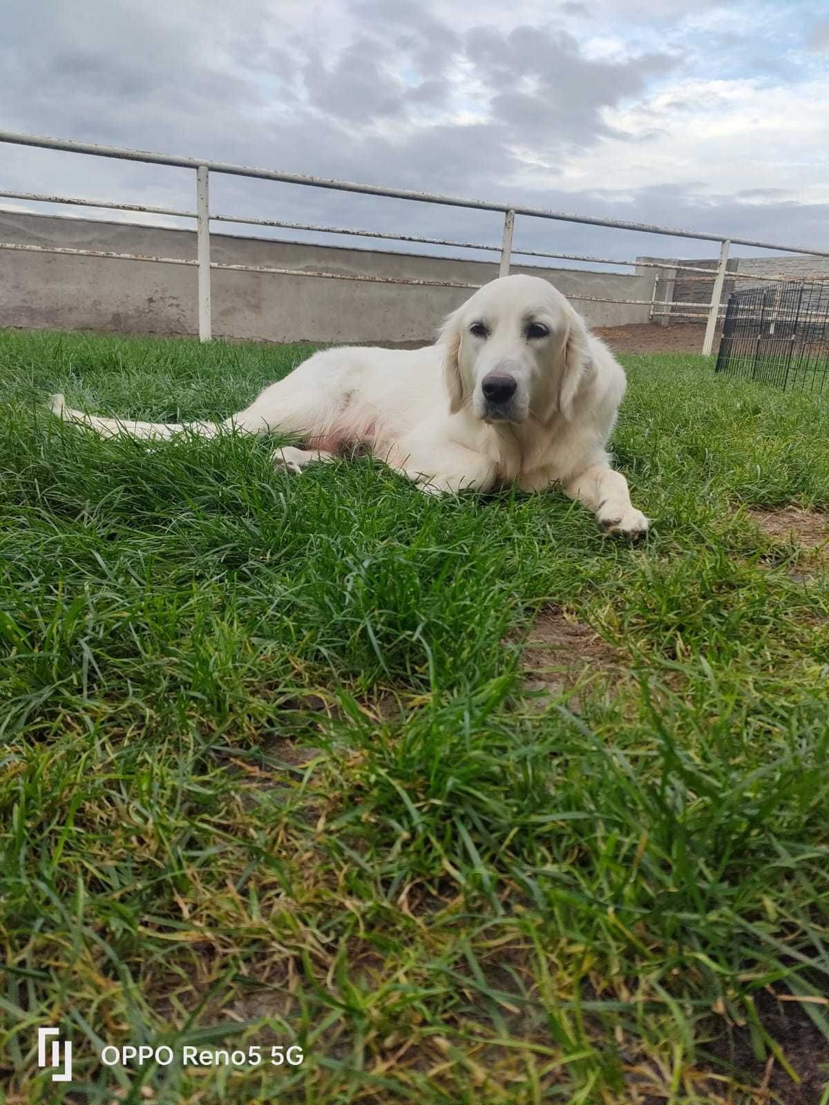 Golden retriever szczeniak