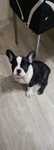 Buldogue frances
