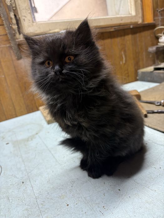 троє пухнастиків шукають родину)