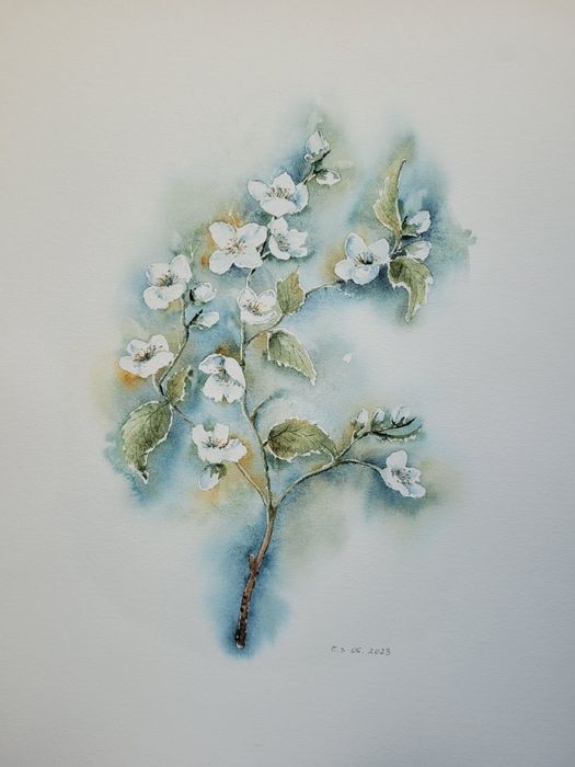 Akwarela jaśminowiec [30x40cm]