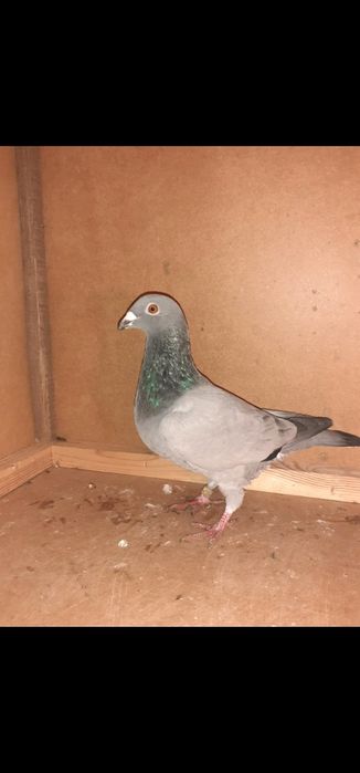 Sprzedam gołębie