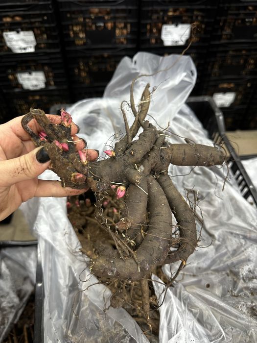 Корінці Голландського сортового піону