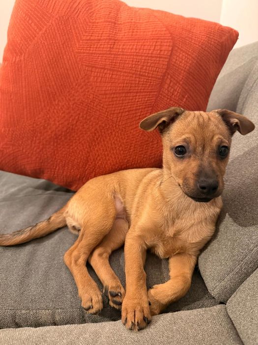 BUŁKA - 3.5 miesięczna sunia do adopcji