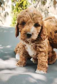 Cockapoo cockadoodle cocker spaniel angielski pudel