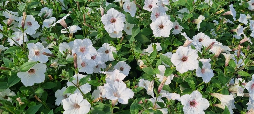 Kwiaty Supertuniia Vista, Pelargonia, Petunia, Begonia