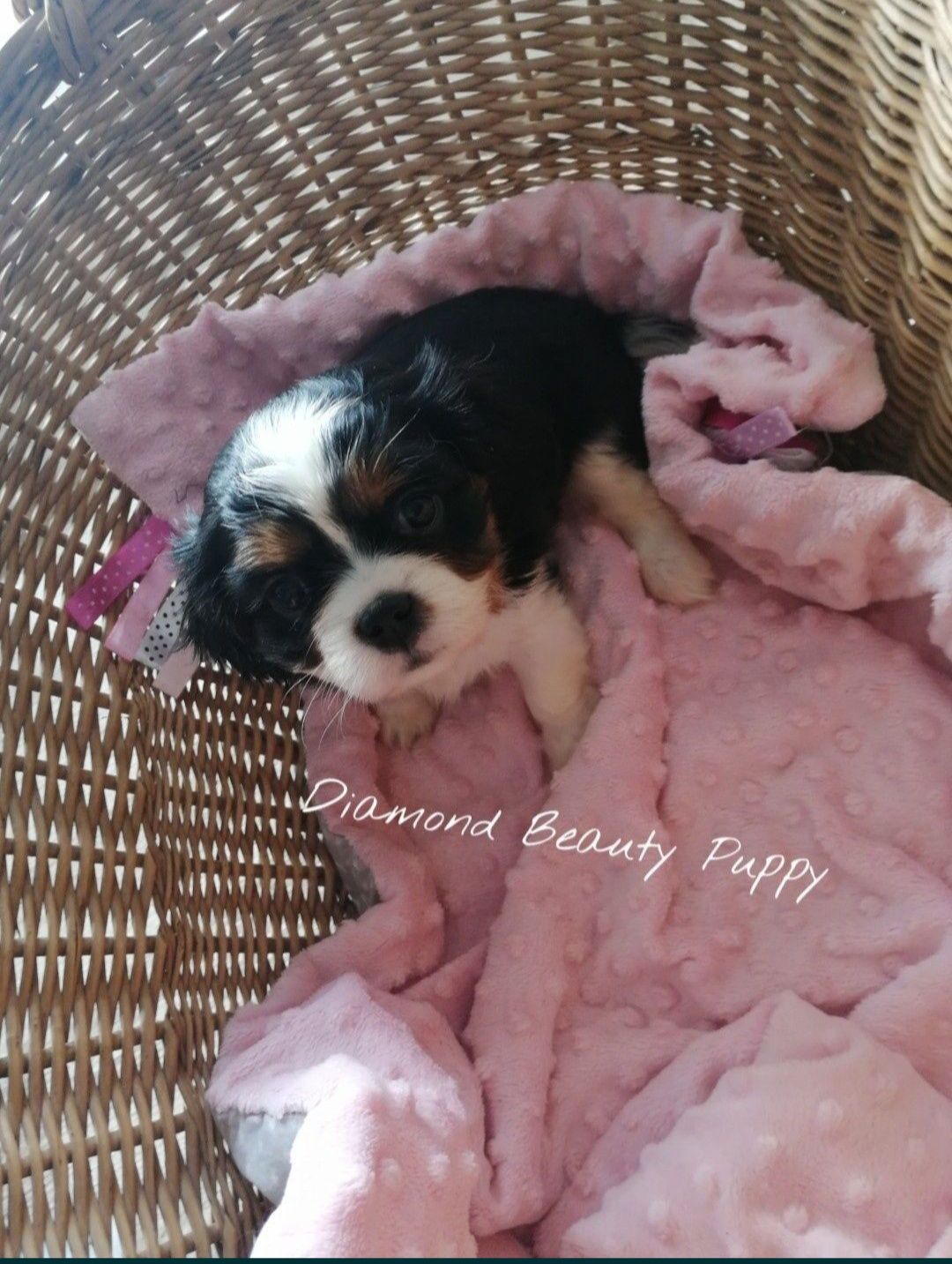 Suczka Cavalier King Charles spaniel TRI color dostepna