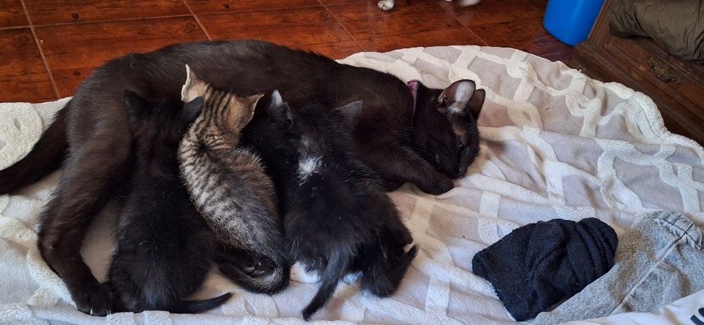 Gatinhos bebés com 1 mês de idade
