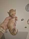 Kocurek Maine coon!!!