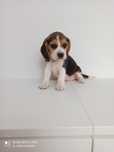 Beagle szczeniak