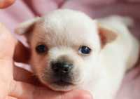 Mini Chihuahua ZKwP FCI krótkowłosy chłopczyk kremowe pies