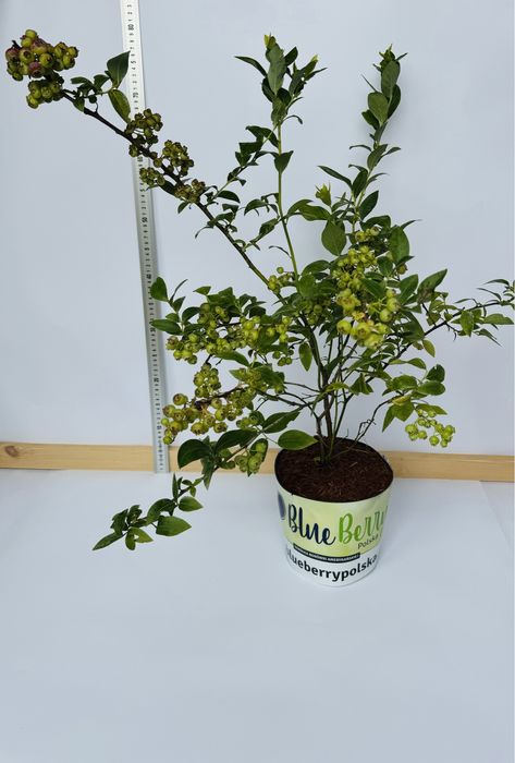 Borówka Amerykańska / Sadzonki Borówki Amerykańskiej /Sadzonka Borówki