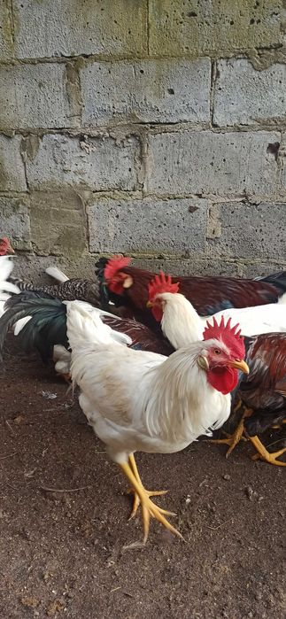 Koguty leghorn i włoszka 2025