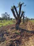 Oliveiras centenárias de 100 a 500€ cada
