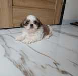 Piesek  Tricolor Shih-tzu z Rodowodem