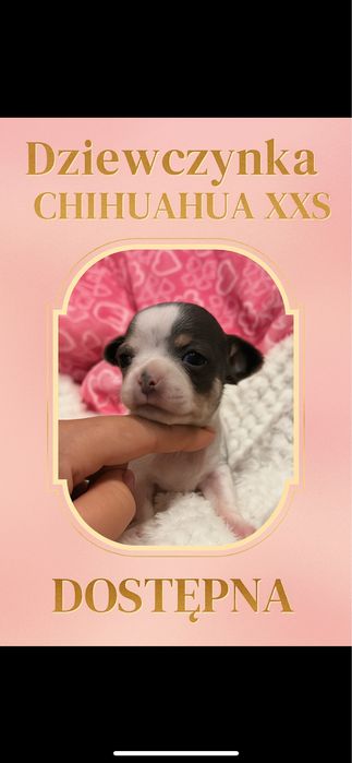 *Cudeńko* Mini liliowy Wyjątkowy piesek Chihuahua