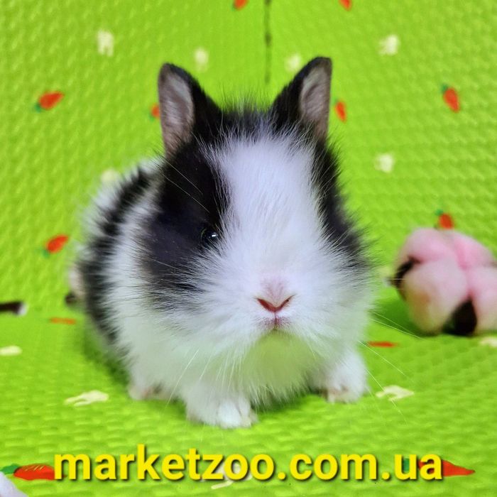 Миниатюрный львиноголовый малышь