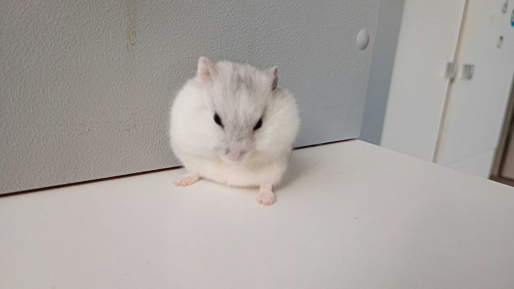 Chomiki dżungarskie – słodkie maluchy! Biało-szaro-brązowe, oswojone!