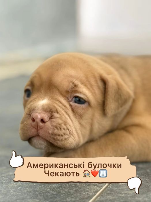 Американ буллі.Покет