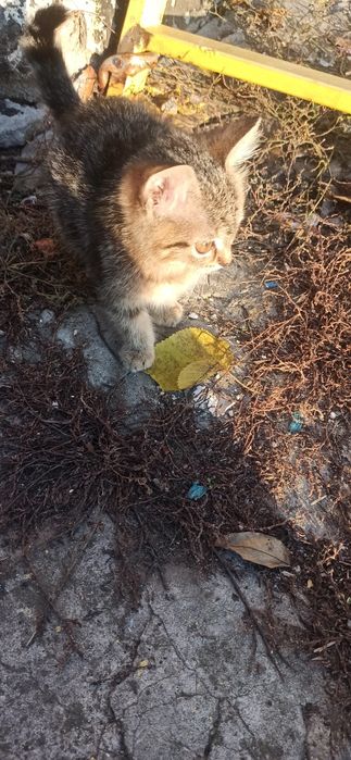 Кошенята котята в добрі руки