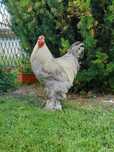 Sprzedam brahmy isabell.