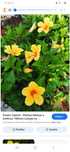 Estacas Hibisco amarelo