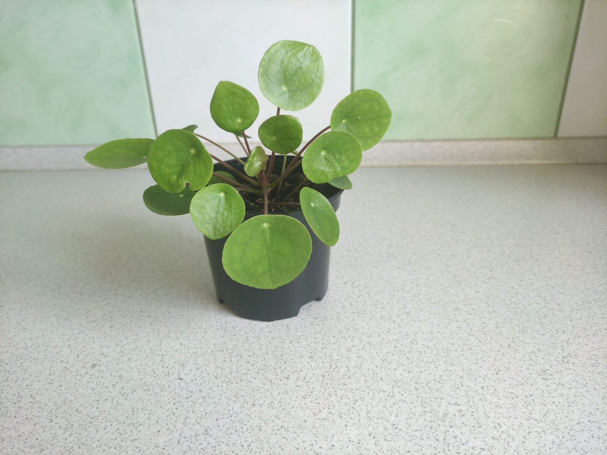 Kwiat doniczkowych, Pilea, Pieniążek.