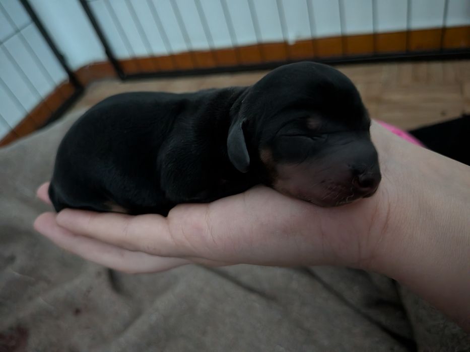 Teckel Standard com LOP [pedigree]