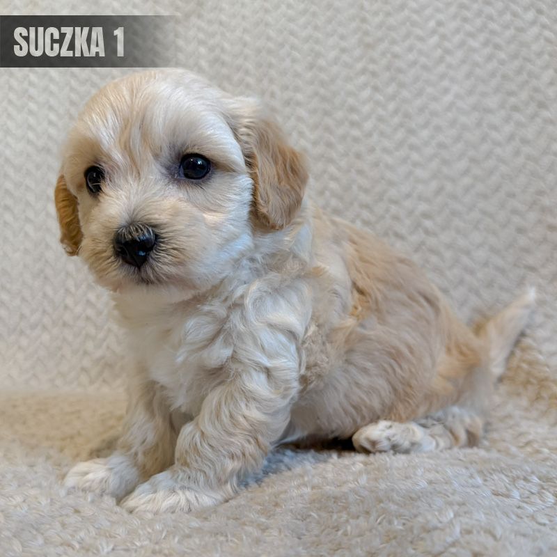 **suczka maltipoo**