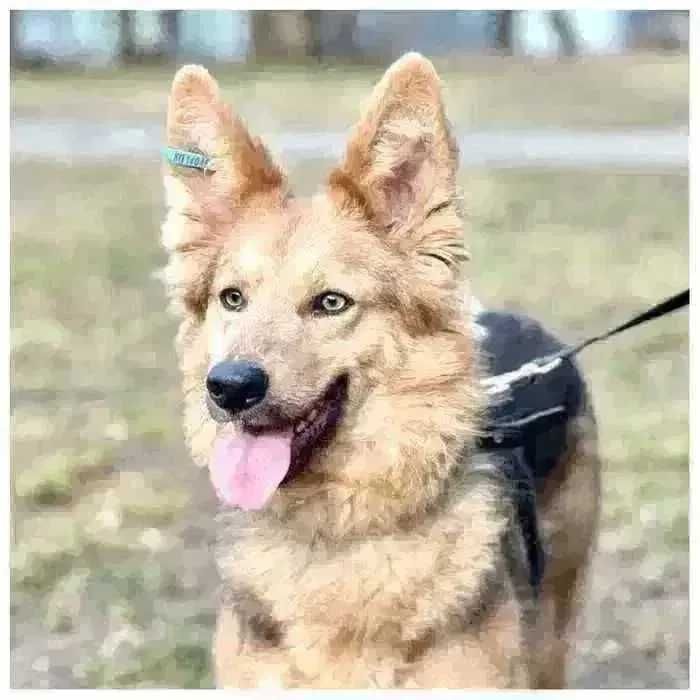 Ириска, молодая активная собака