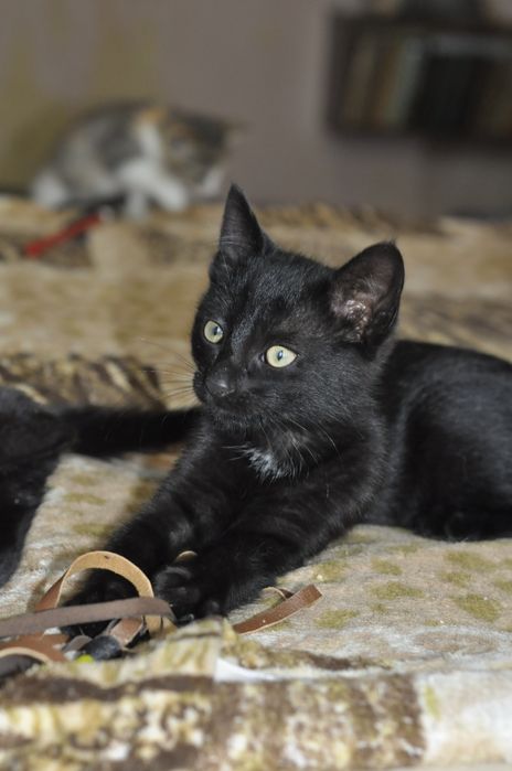 Кошеня шукає родину