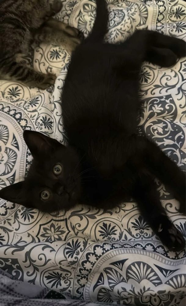 Gatinhos para adoção