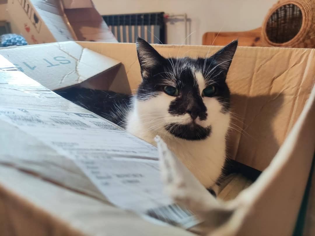Kot ideał Buki do adopcji