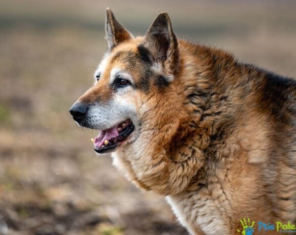 CHROMEK - Starszy owczarek niemiecki szuka spokojnego domu, adopcja
