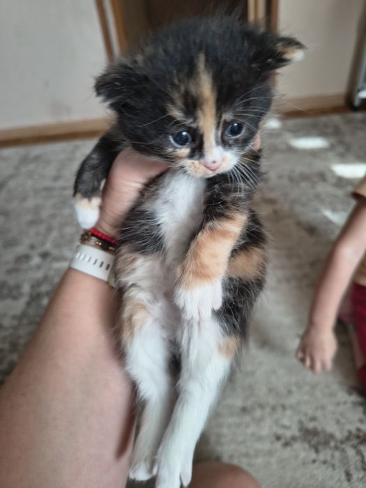 Kotki puchate szukają domu