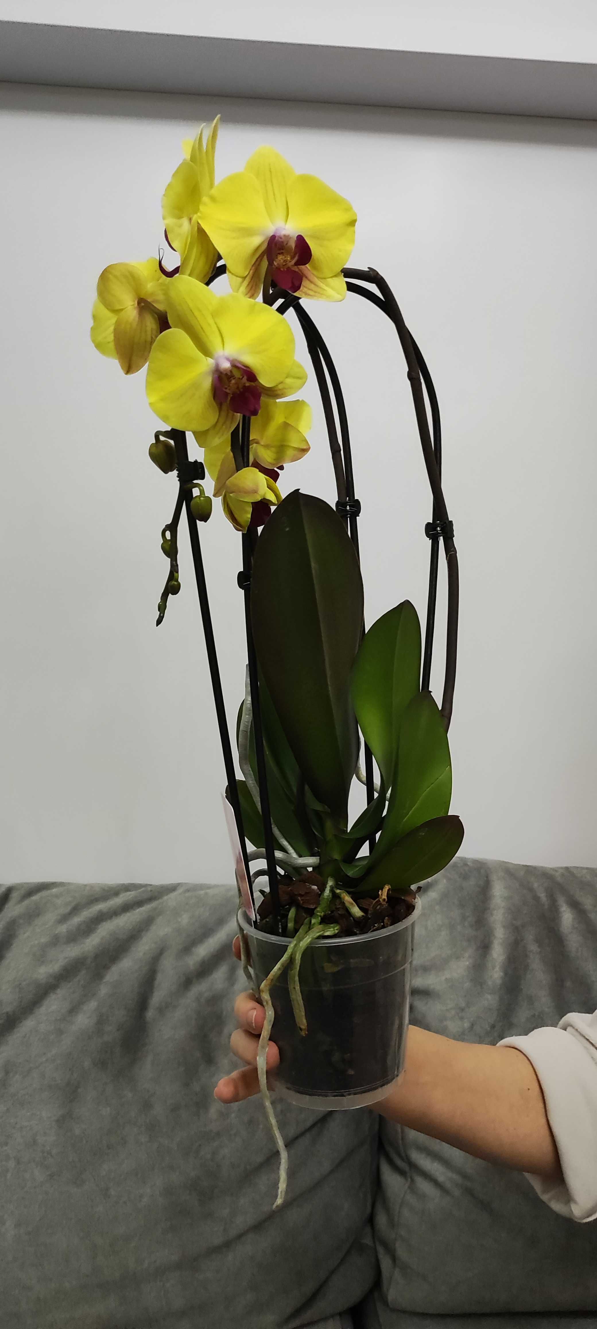Орхідеї каскад з Голандії