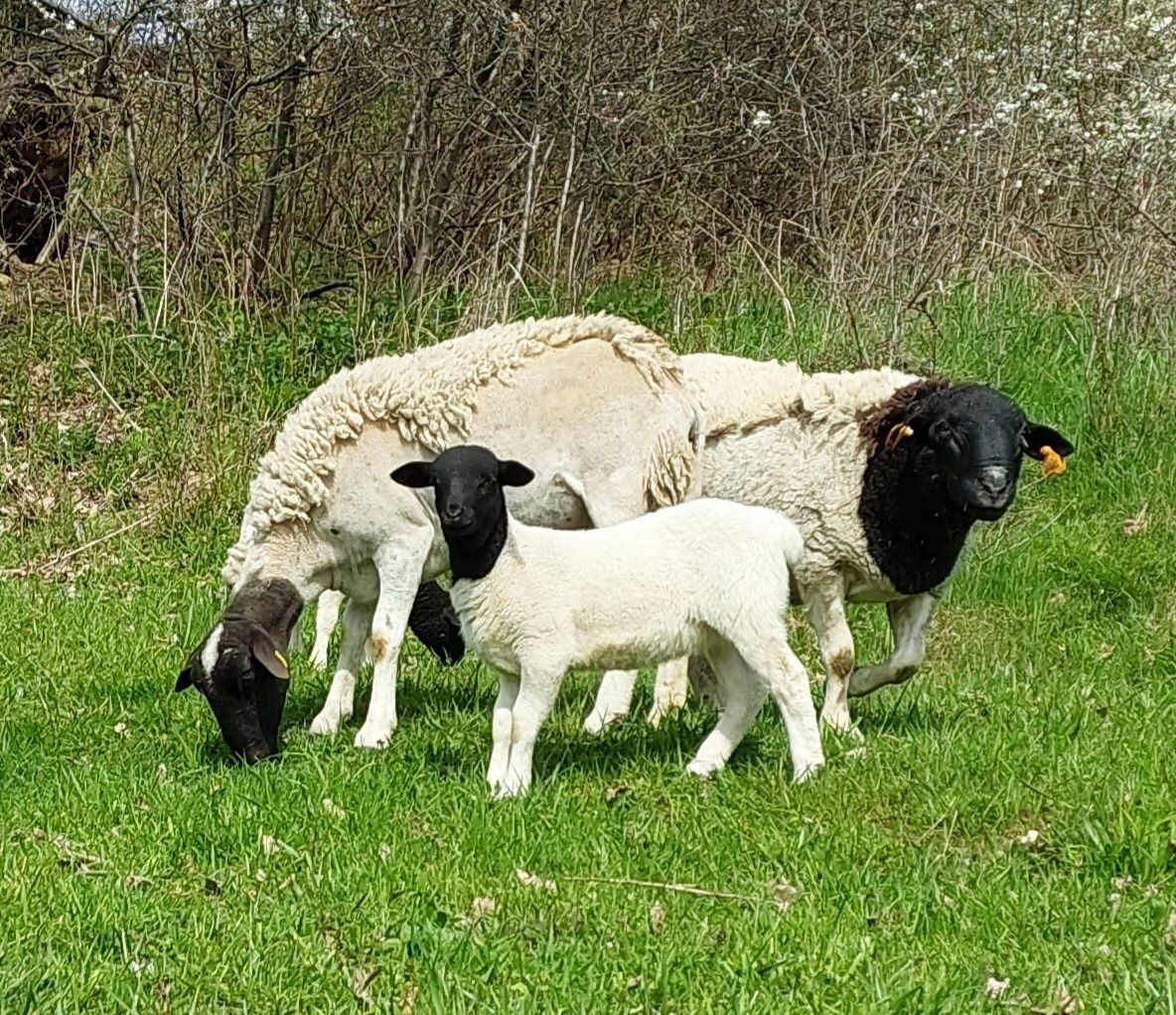 Baran dorper owce jagnieta