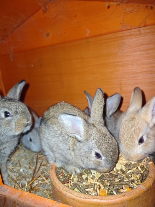 Coelhos "biológicos"