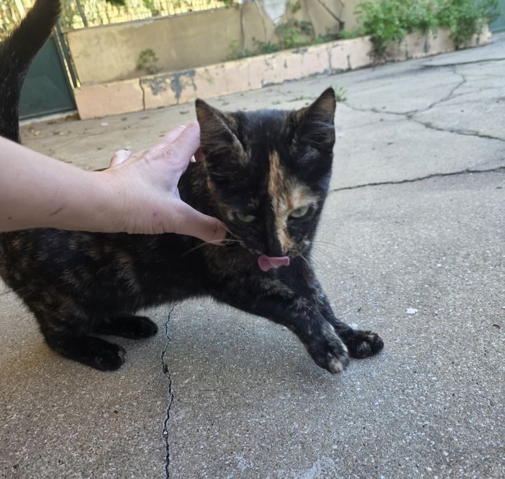 Gata para adoçar 6 meses