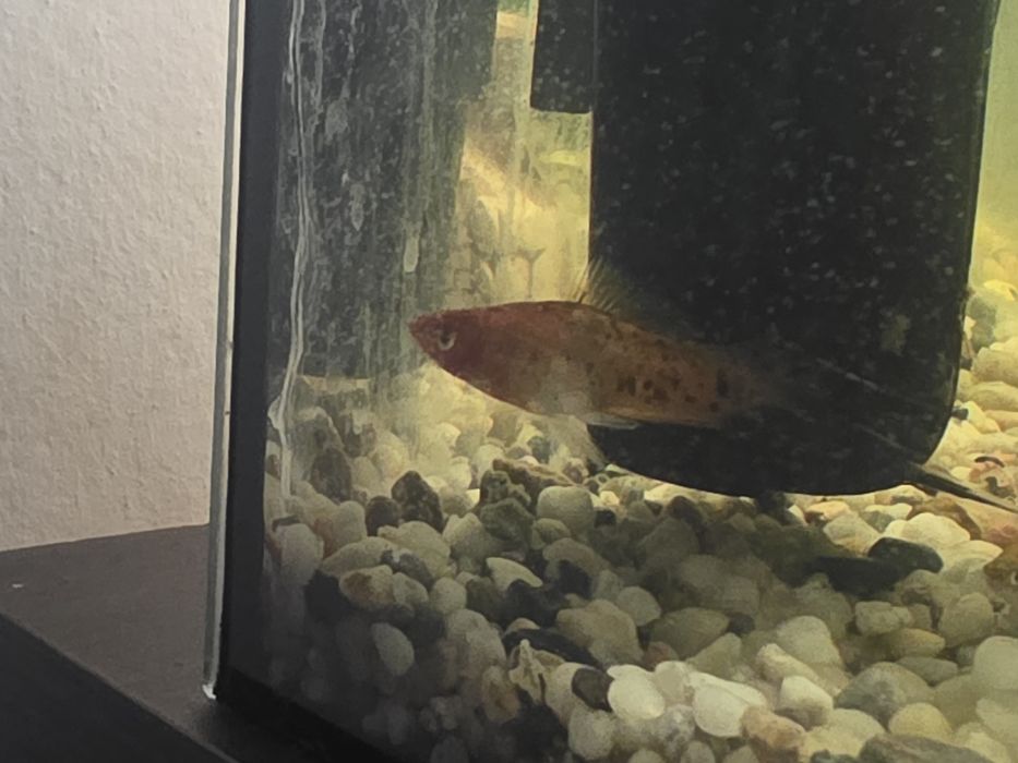 Oddam samca Mieczyka za darmo