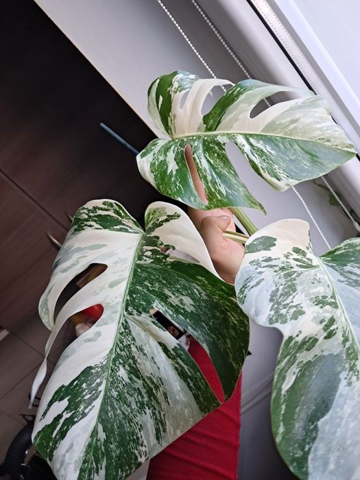 Monstera Deliciosa variegata duzy ciety szczyt