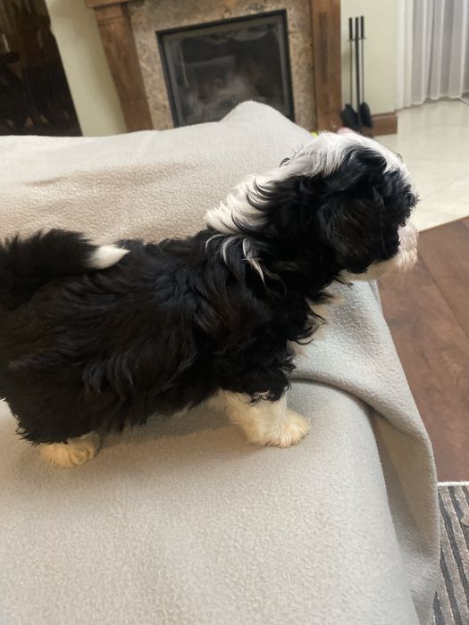 Hawańczyk sliczny piesek