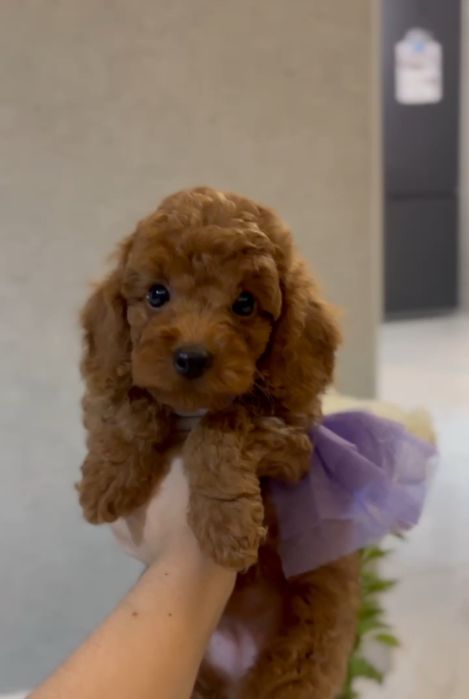 Цуценятка той- пудель