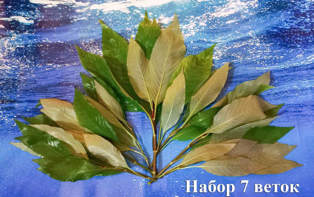 Продам Лимонник! Красивое, простое, аквариумное растение.